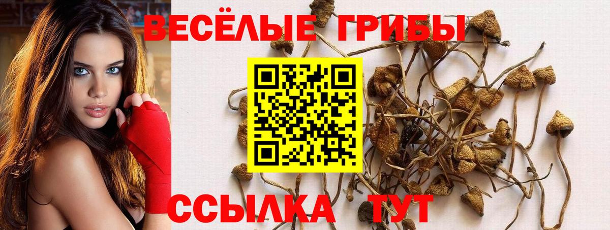 Псилоцибиновые грибы Psilocybine cubensis Лесной